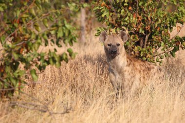 Tuepfelhyaene / Benekli hyaena / Crocuta crocuta