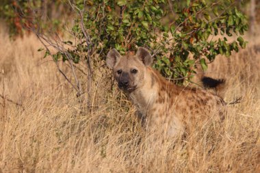 Tuepfelhyaene / Benekli hyaena / Crocuta crocuta