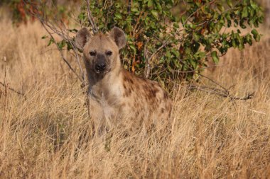 Tuepfelhyaene / Benekli hyaena / Crocuta crocuta