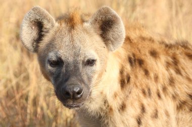 Tuepfelhyaene / Benekli hyaena / Crocuta crocuta