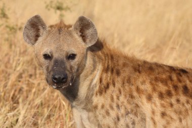 Tuepfelhyaene / Benekli hyaena / Crocuta crocuta