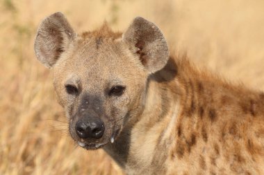 Tuepfelhyaene / Benekli hyaena / Crocuta crocuta