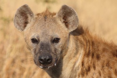 Tuepfelhyaene / Benekli hyaena / Crocuta crocuta