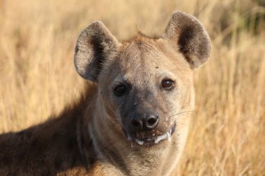 Tuepfelhyaene / Benekli hyaena / Crocuta crocuta