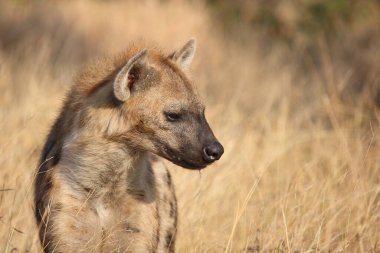 Tuepfelhyaene / Benekli hyaena / Crocuta crocuta