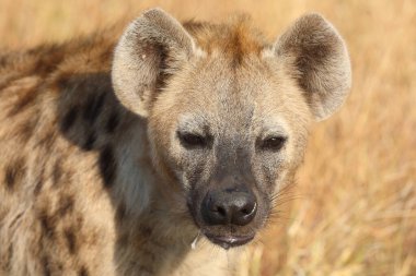 Tuepfelhyaene / Benekli hyaena / Crocuta crocuta