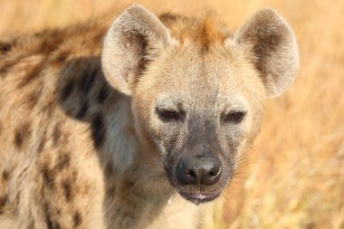 Tuepfelhyaene / Benekli hyaena / Crocuta crocuta