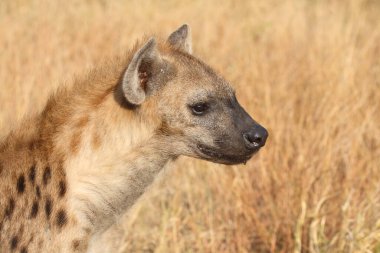 Tuepfelhyaene / Benekli hyaena / Crocuta crocuta