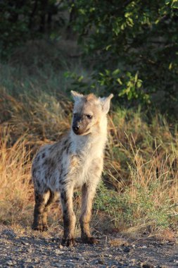 Tuepfelhyaene / Benekli hyaena / Crocuta crocuta