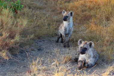 Tuepfelhaeyne / Benekli hyaena / Crocuta crocuta