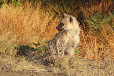 Tuepfelhaeyne / Benekli hyaena / Crocuta crocuta