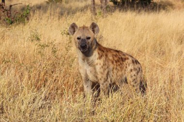 Tuepfelhaeyne / Benekli hyaena / Crocuta crocuta