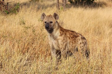 Tuepfelhaeyne / Benekli hyaena / Crocuta crocuta