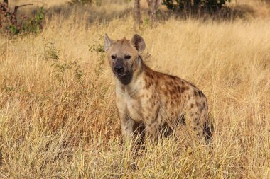 Tuepfelhaeyne / Benekli hyaena / Crocuta crocuta
