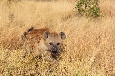 Tuepfelhaeyne / Benekli hyaena / Crocuta crocuta
