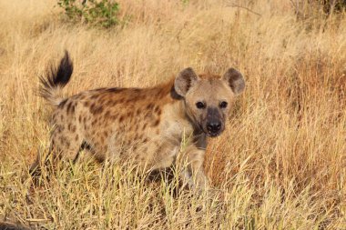 Tuepfelhaeyne / Benekli hyaena / Crocuta crocuta