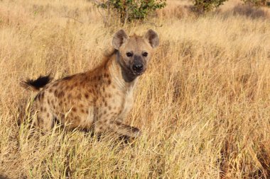 Tuepfelhaeyne / Benekli hyaena / Crocuta crocuta