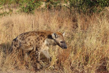 Tuepfelhaeyne / Benekli hyaena / Crocuta crocuta
