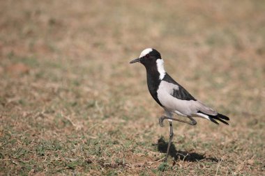 Waffenkiebitz / Blacksmith lapwing veya Blacksmith plover / Vanellus armatus