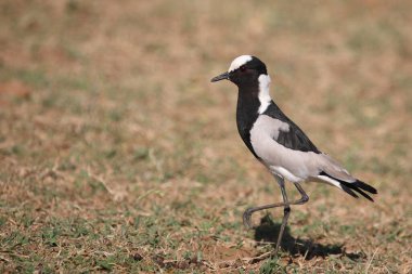 Waffenkiebitz / Blacksmith lapwing veya Blacksmith plover / Vanellus armatus