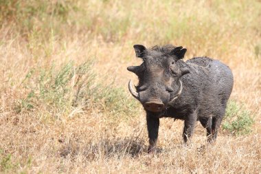 Warzenschwein / Warthog / Phacochoerus africanus