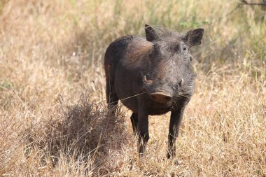 Warzenschwein / Warthog / Phacochoerus africanus