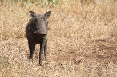 Warzenschwein / Warthog / Phacochoerus africanus