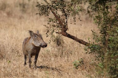 Warzenschwein / Warthog / Phacochoerus africanus