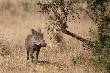 Warzenschwein / Warthog / Phacochoerus africanus