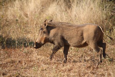 Warzenschwein / Warthog / Phacochoerus africanus