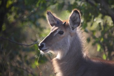 Wasserbock / Waterbuck / Kobus ellipsiprymnus