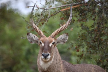 Wasserbock / Waterbuck / Kobus ellipsiprymnus