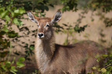 Wasserbock / Waterbuck / Kobus ellipsiprymnus