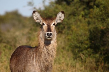 Wasserbock / Waterbuck / Kobus ellipsiprymnus