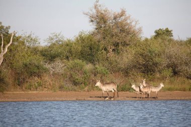Wasserbock / Waterbuck / Kobus ellipsiprymnus