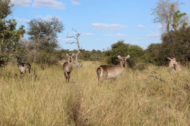Wasserbock / Waterbuck / Kobus ellipsiprymnus