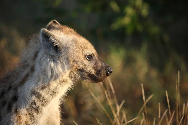 Tuepfelhyen Tečkovaná Hyena Crocuta Crocuta — Stock fotografie