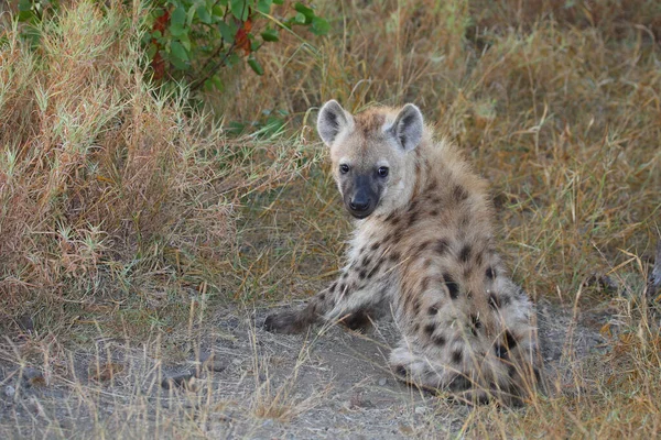 Tuepfelhyaene Spotted Hyaena Crocuta Crocuta — 스톡 사진