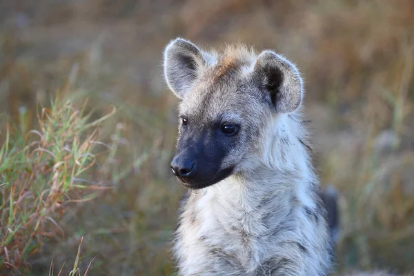 Tuephelhyaene Spotted Hyaena Crocuta Crocuta — Φωτογραφία Αρχείου