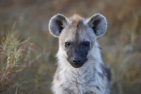 Tuephelhyaene Spotted Hyaena Crocuta Crocuta — Φωτογραφία Αρχείου