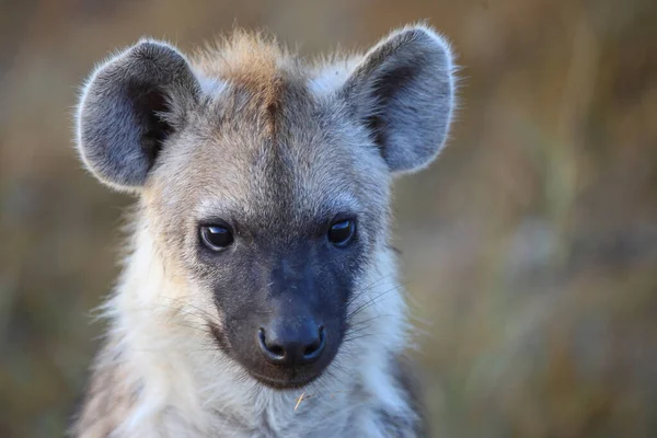 Tuepfelhyen Tečkovaná Hyena Crocuta Crocuta — Stock fotografie