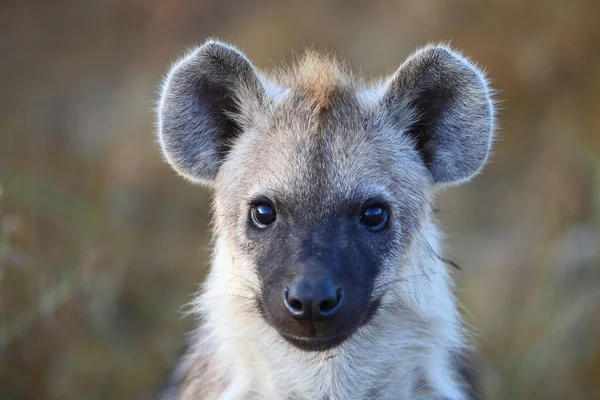 Tuepfelhyaene Spotted Hyaena Crocuta Crocuta — Stock Photo, Image