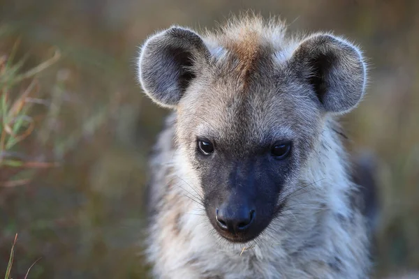 Tuepfelhyaene Spotted Hyaena Crocuta Crocuta — Stock Photo, Image