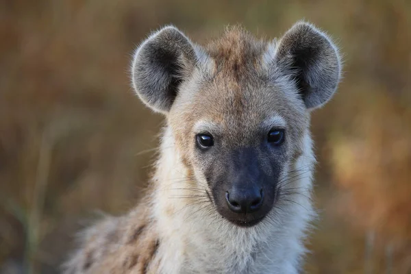 Tuepfelhyen Tečkovaná Hyena Crocuta Crocuta — Stock fotografie