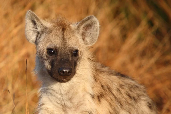 Tuepfelhyaene Spotted Hyaena Crocuta Crocuta — стокове фото