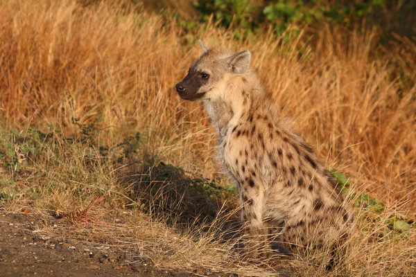 Tuepfelhyaene Spotted Hyaena Crocuta Crocuta — 스톡 사진