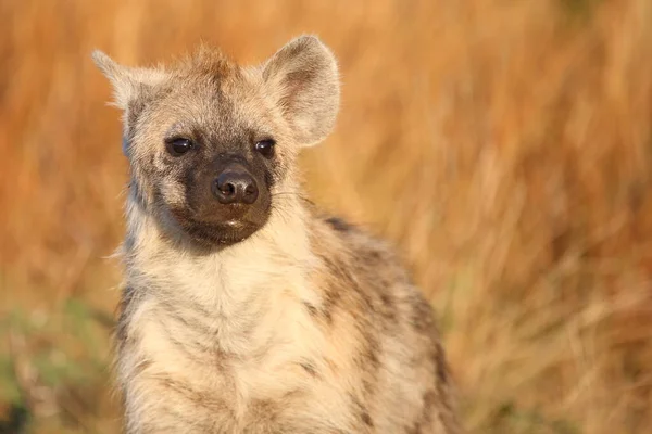 Tuephelhyaene Spotted Hyaena Crocuta Crocuta — Φωτογραφία Αρχείου