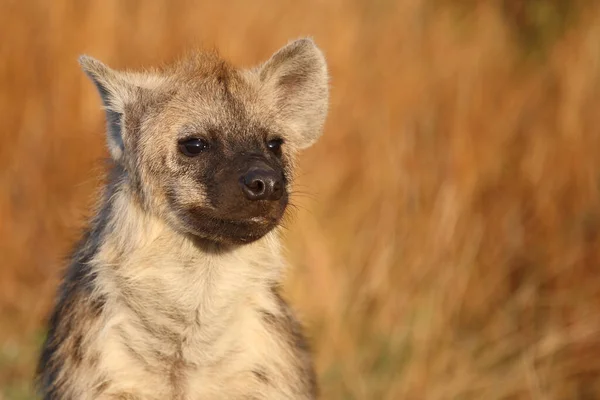 Tuepfelhyen Tečkovaná Hyena Crocuta Crocuta — Stock fotografie