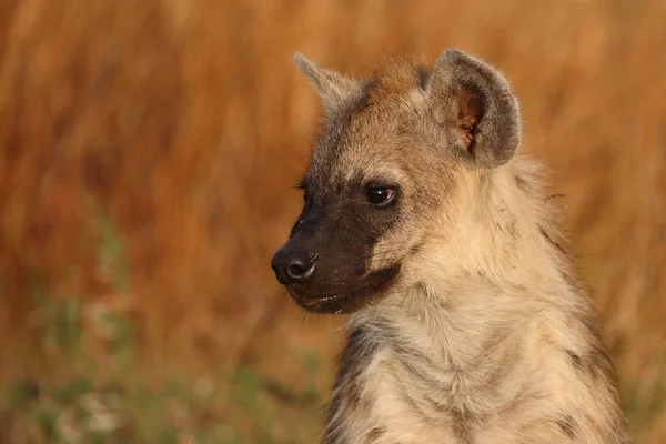 Tuepfelhyen Tečkovaná Hyena Crocuta Crocuta — Stock fotografie