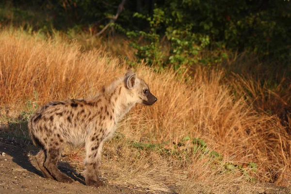 Tuepfelhyaene Spotted Hyaena Crocuta Crocuta — 스톡 사진